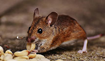 24 Hour & Emergency Exterminators in Roduco, NC